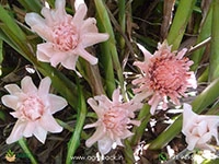 Torch-Ginger-Pink2