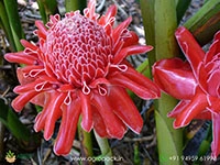 torch-ginger-red