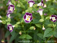 Torenia1