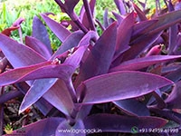 tradescantia-purple-heart
