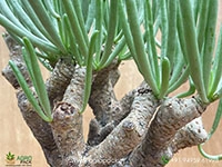 tylecodon-rubrovenosus