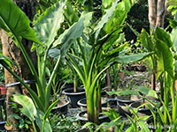 Typhonodorum-lindleyanum-Water-Banana1