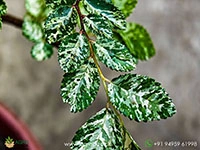 Ulmus-Parvifolia-Variegata1