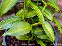 Vanilla-planifolia-Variegata-Variegated-Vanilla5