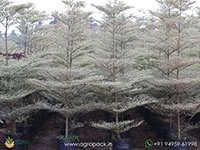 variegated-african-talisay