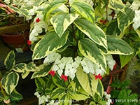 variegated-bleeding-heart-vine