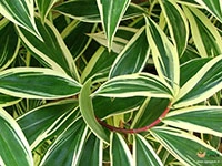 variegated-crepe-ginger