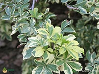 variegated-fiveleaf-aralia