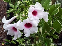 variegated-pandorea-jasminoides