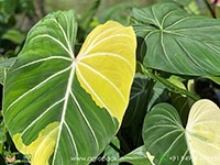 variegated-philodendron-gloriosum