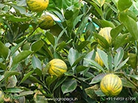 variegated-pink-lemon