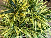 variegated-rhapis-palm