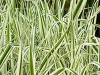 variegated-ribbon-grass