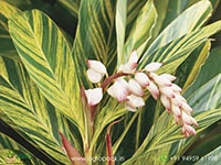 variegated-shell-ginger