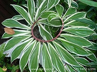 variegated-spiral-ginger