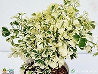 variegated-white-aralia