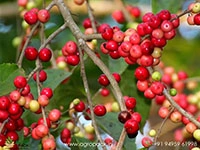 Vayankatha-Flacourtia-montana1