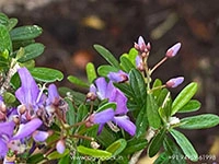 vietnamese-blue-bell