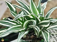 warneckii-dracaena