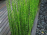 water-bamboo-plant