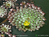 water-mosaic-plant