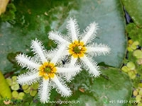 water-snowflake