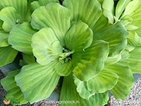 water-lettuce