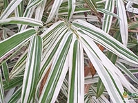 white-bamboo