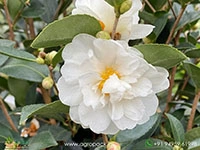 white-camellia