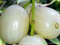 white-jamun