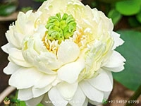 white-miracle-lotus