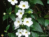 white-sky-vine