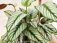 White-Star-Calathea-majestica3