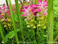 White-Turmeric4