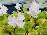 white-water-hyacinth