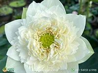 White-swan-lotus1