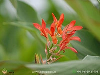 Wild-Canna1
