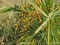 wild-date-palm