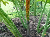 Wild-Elephant-Foot-Yam1