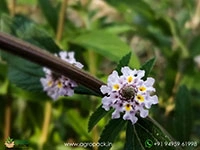 Wild-Lantana2