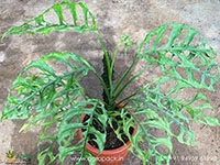 window-leaf-monstera