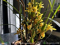 yellow-coconut-orchid