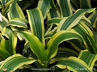 yellow-green-dracaena-victoria