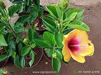 Yellow-Hybrid-Hibiscus2