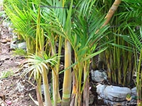 yellow-palm