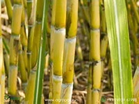 Yellow-Sugarcane1