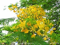 yelow-gulmohar