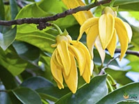 ylang-ylang