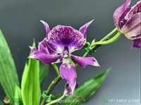zygonisia-murasaki-komachi-orchid
