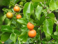 kanjiram-Strychnos-nux-vomica2